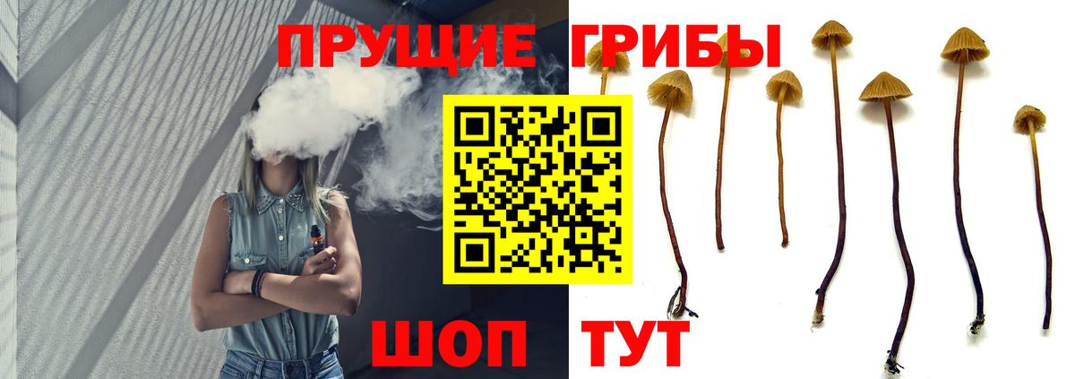Псилоцибиновые грибы Psilocybine cubensis Сегежа